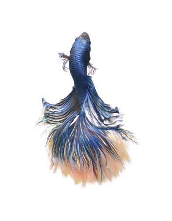 Siamese fighting fish, betta fish isolated on white backgroundの写真素材