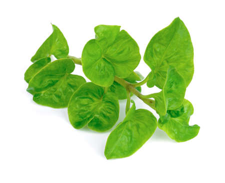 fresh watercress isolated on white background