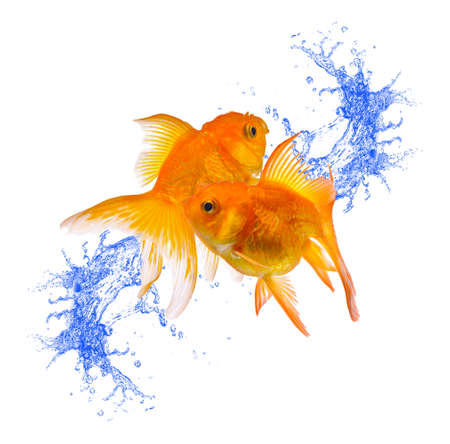 Water Splash On Goldfish isolated on white backgroundの写真素材