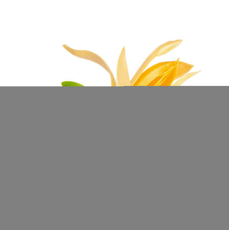 Champaca, Champa, Tree and flowers with medicinal properties on white background.の写真素材