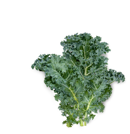 Fresh kale isolated on white backgroundの写真素材