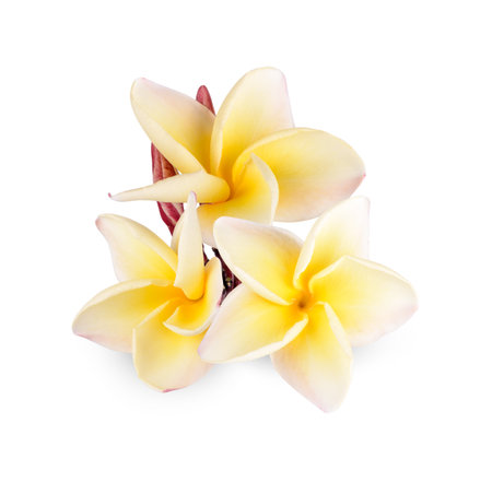 Yellow plumeria rubra flower isolated on white backgroundの写真素材