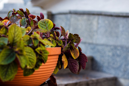 Town flowers in the big clay pots on the street. Interior park street with flowers in clay pot.の写真素材