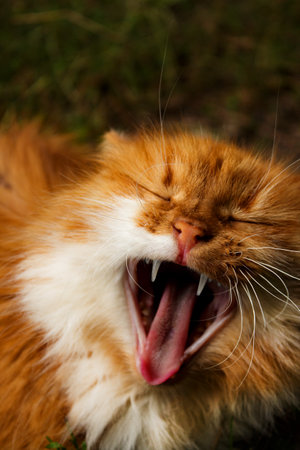 big and curious ginger cat on the streetの写真素材