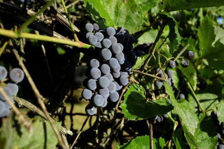 Grapes in vineyard, Isabella wine grapes. Rustic vineyard on an old rusty fence. harvest time.