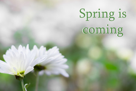White daisies on a blurred background of spring flowers. A symbol of purity and innocence of the...