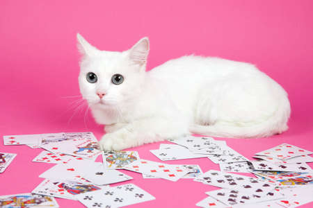 a beautiful white cat on a pink backgroundの写真素材