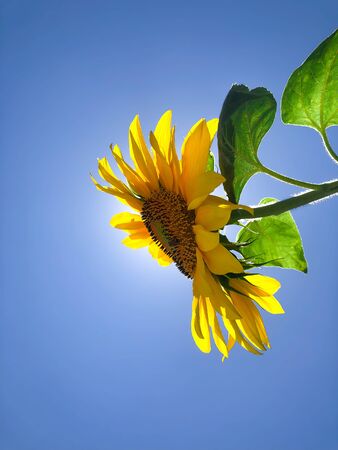 Bright, yellow Sunflower with green leaves against blue clear sky. Minimal designの写真素材