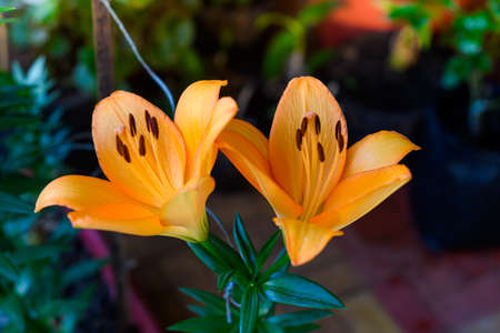 beautiful Orange lilies bloom in the summer