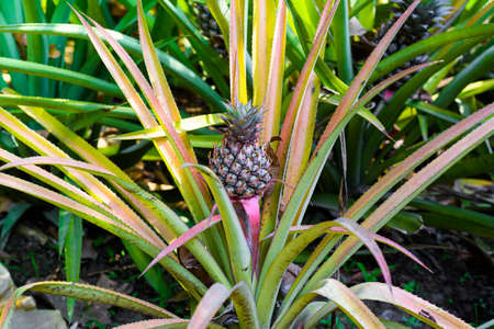 A ripe, healthy Growing pineapple on the plant, in the field of a asian village. tropical fruit