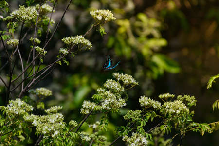 A common jay Butterfly flying in the air with natural background. selective focusの写真素材