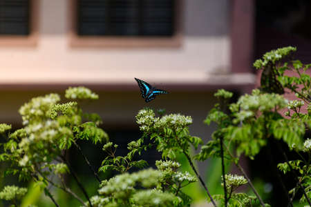 A common jay Butterfly flying in the air with natural background. selective focus