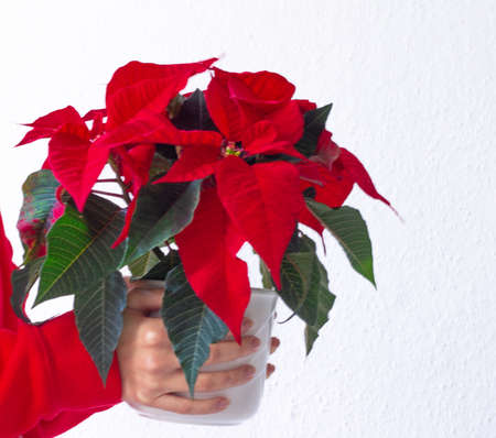 Women holding poinsettia flowers. Festive dream moodの写真素材