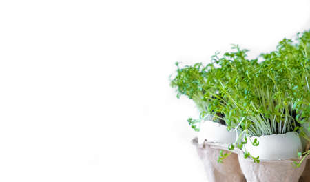 Watercress or microgreens isolated on white background. Healthy eating, fresh organic produceの写真素材