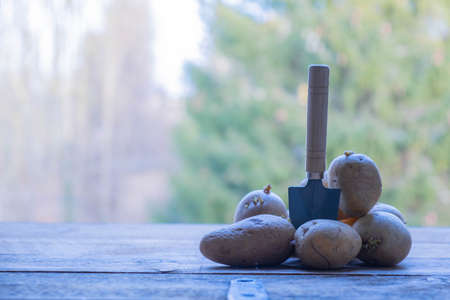 Sprouted potatoes on a wooden table in the garden.の写真素材