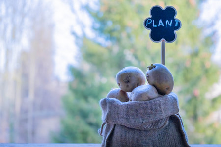 Planting potatoes in the garden. Sprouted potatoesの写真素材