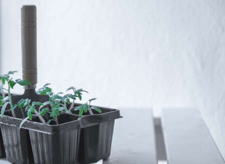 Tomato seeds in spring. Copy spaseの写真素材