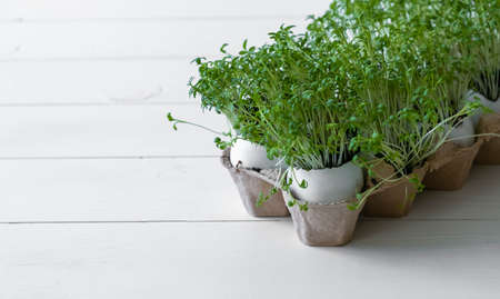 Egg Shell Cress. Growing microgreens