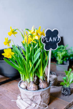 Yellow daffodil flowers. Growing daffodils in a potの写真素材