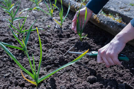 Winter garlic. Vegetable garden. Young garlic care