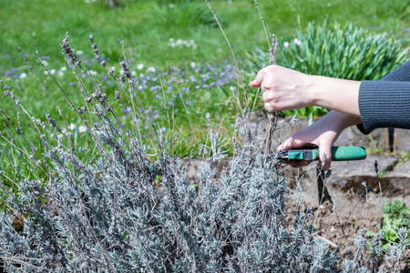 Female hands pruning lavender bushes in the gardenの写真素材