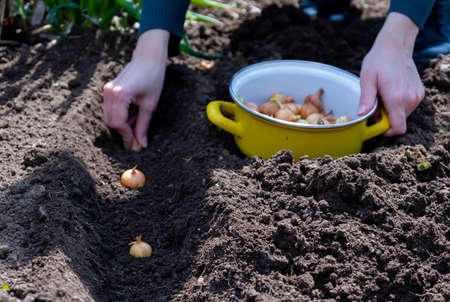 Hands of female gardener planting onions in garden