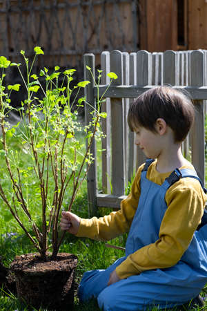 Little helper in the gardenの写真素材