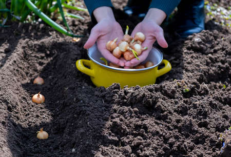 Young bulbs in the hands of the gardener before planting.の写真素材