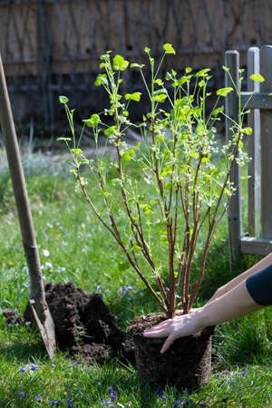 Planting trees and bushes in the gardenの写真素材