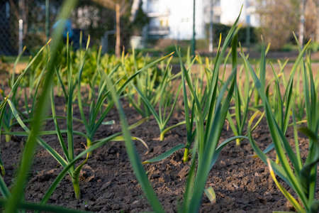 Green Garlic Plants Close detail of fresh green garlic plantsの写真素材