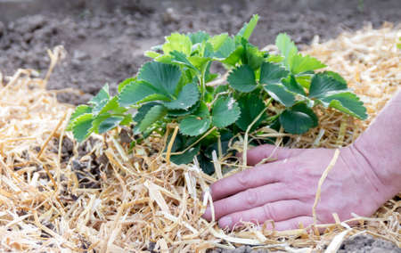 Male hands spread straw under strawberry bushesの写真素材