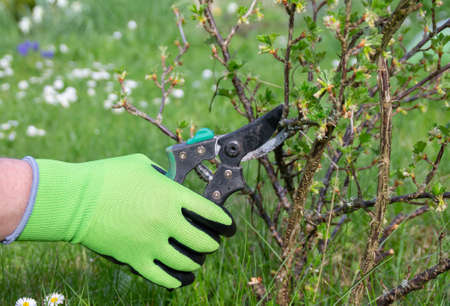 pruning gooseberry bushes in the garden in springの写真素材