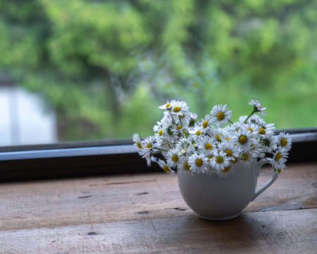 chamomile flowers in a cup on the windowsillの写真素材