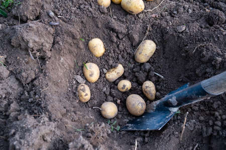 Digging up fresh potatoes with shovels outdoorsの写真素材