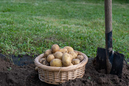 Digging potatoes. Harvesting potatoes in the gardenの写真素材