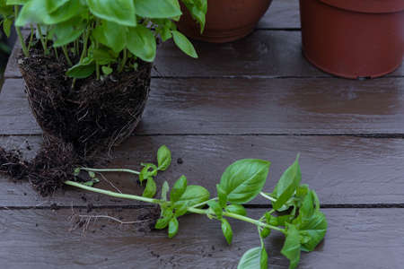 Basil transplant. Home herb gardenの写真素材