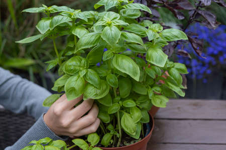 Planting a basil bush. Home herb garden