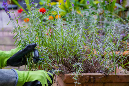 Gardeners hands in gloves with garden shears. Pruning lavender in the fall.の写真素材