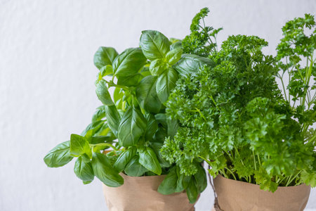 Basil bush and parsley on a white backgroundの写真素材