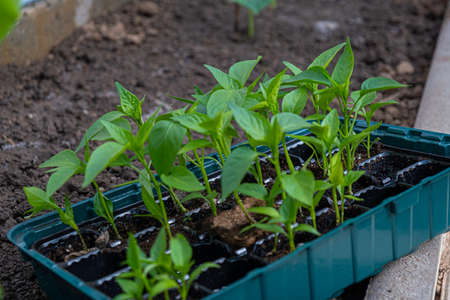 Pepper seedlings growing. Paprika seedlings in a box.の写真素材