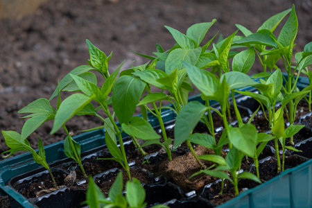 Pepper seedlings growing. Paprika seedlings in a box.の写真素材