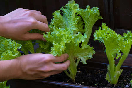 Hand picking lettuce, plant in vegetable garden, close up