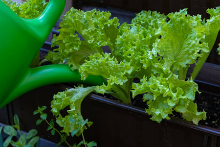 Gardeners hand watering lettuce in the gardenの写真素材