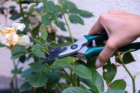 Gardener pruning rose bushes. Pruning roses after floweringの写真素材