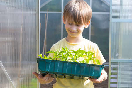 The boy is holding a box of pepper plants. home gardeningの写真素材