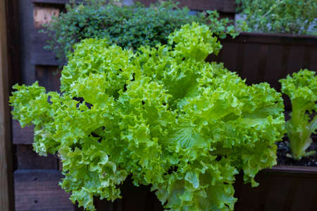 Lettuce plants in the home garden. high bedsの写真素材