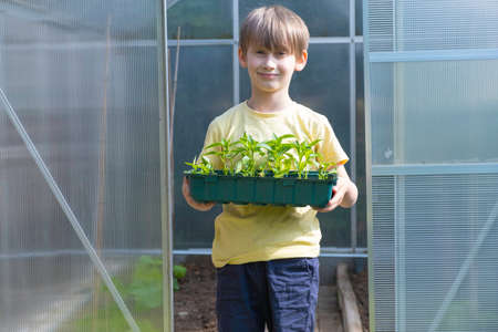 The boy is holding a box of pepper plants. home gardeningの写真素材