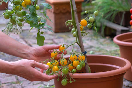 Harvest of yellow tomatoes. home gardenの写真素材