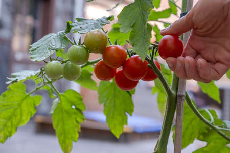 womans hands harvesting fresh organic tomatoes in her garden on a sunny day. Vegetable Growing. Gardening conceptの写真素材