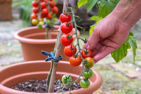 Harvesting tomatoes in the home garden. Tomatoes in potsの写真素材